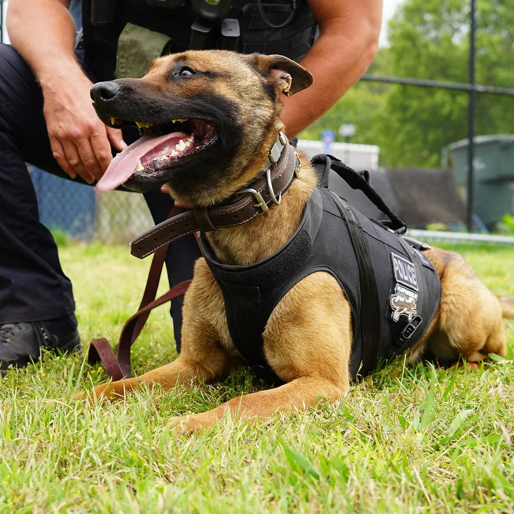 Membership - Regular